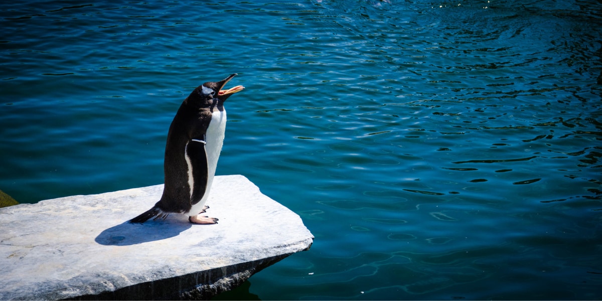 ペンギンが「進化の袋小路」に？