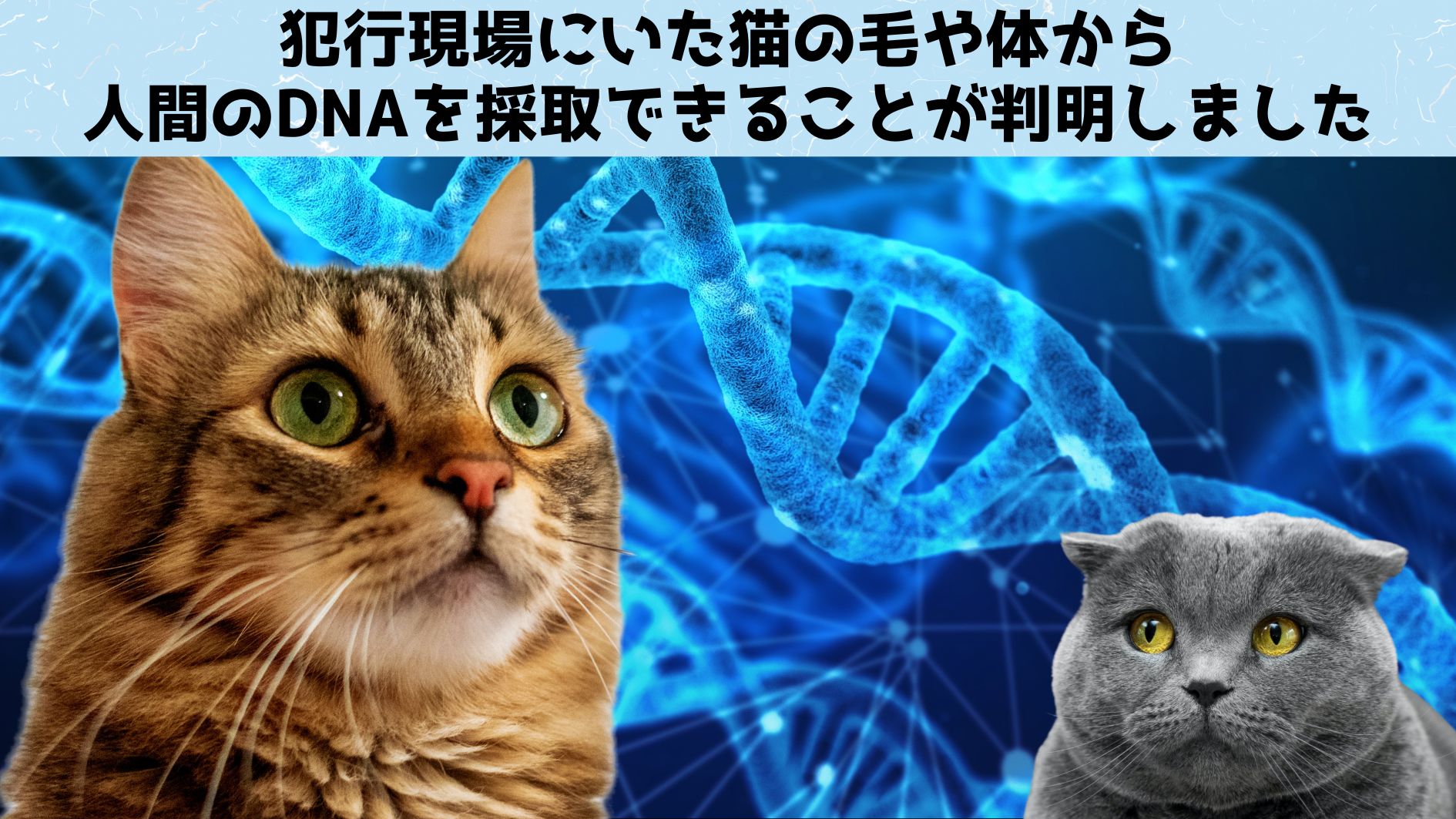 第2位：新しい科学捜査！「猫の毛」には現場にいた人間のDNAが残ると判明！