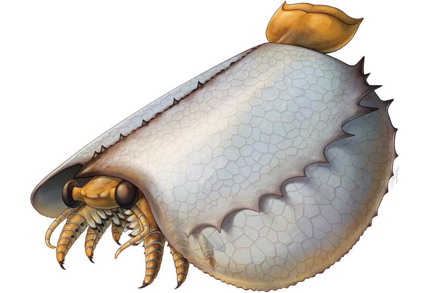 カンブリア紀の古生物を復元したら「タコス」みたいな見た目だっ