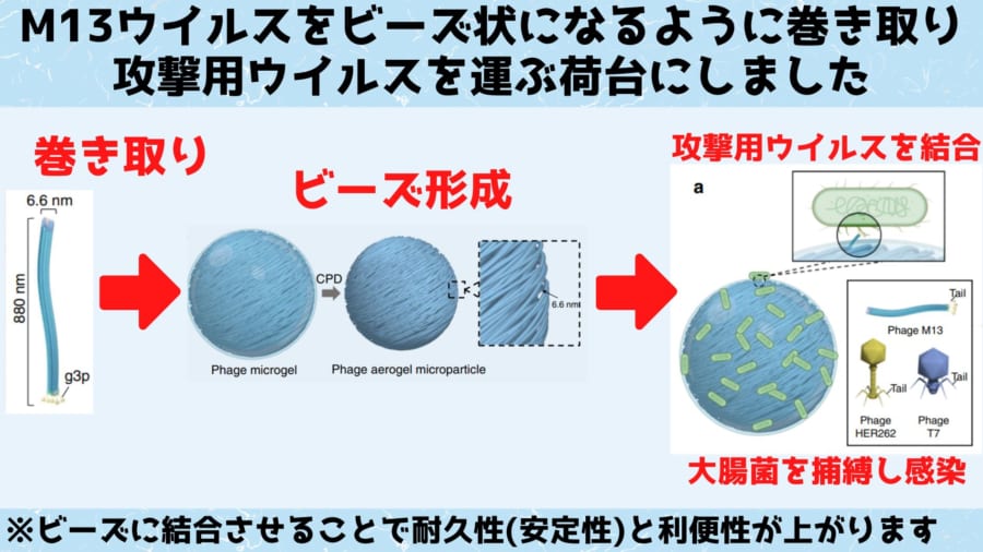 細菌を狩るウイルスを食品にスプレーして殺菌することに成功！