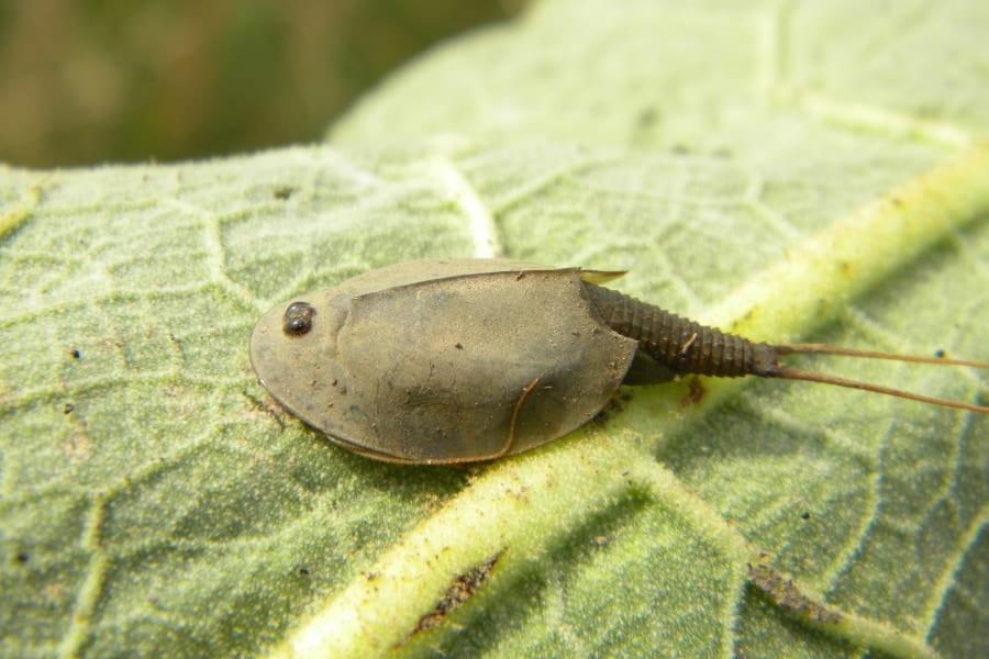 地球上で最も長く姿を変えずに残り続けている生物種とは？