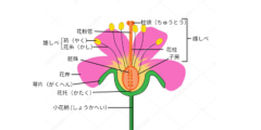 花の部位の名称