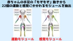 関連性の高い22個の感覚運動モジュールを抽出