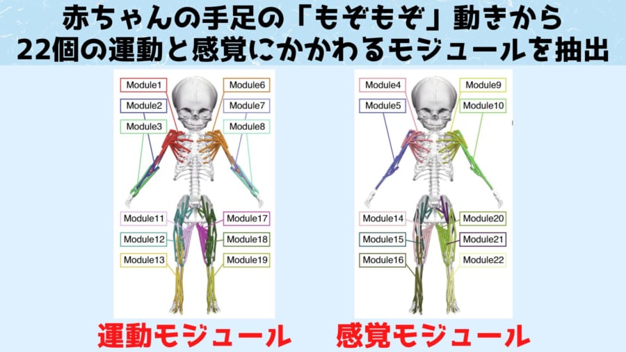 関連性の高い22個の感覚運動モジュールを抽出