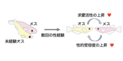 オスメダカは初体験のパートナーと両想いになる