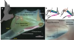 ドーベントンコウモリの咽頭内部の構造（上部に偽声帯がある）