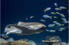 シェッド水族館のトラフザメ