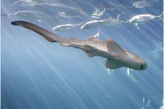 シェッド水族館の成熟したトラフザメ