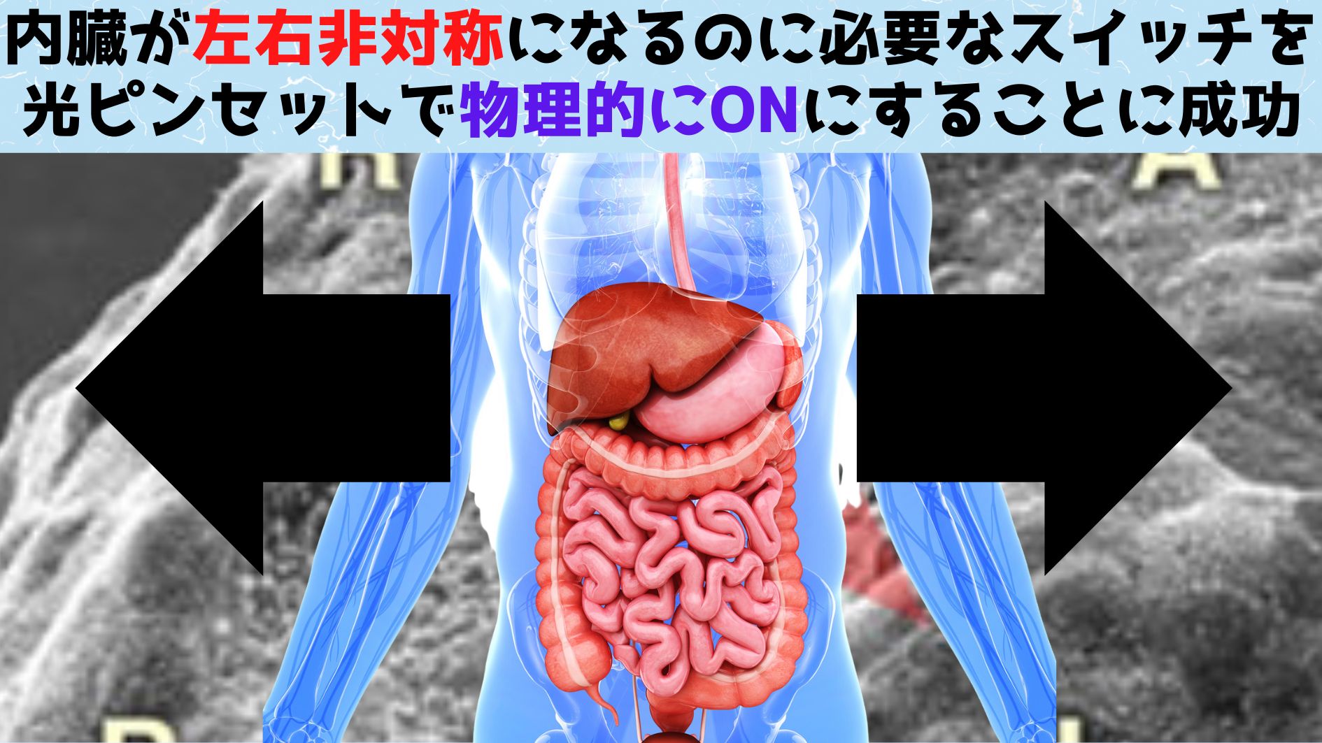 内臓が左右非対称になる仕組みを光ピンセットで起動することに成功！