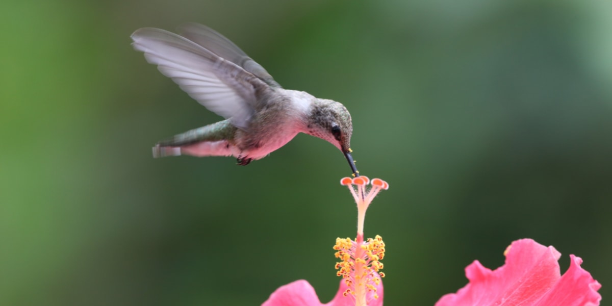 鳥類でハチドリだけ「ホバリング」できる理由を解明！