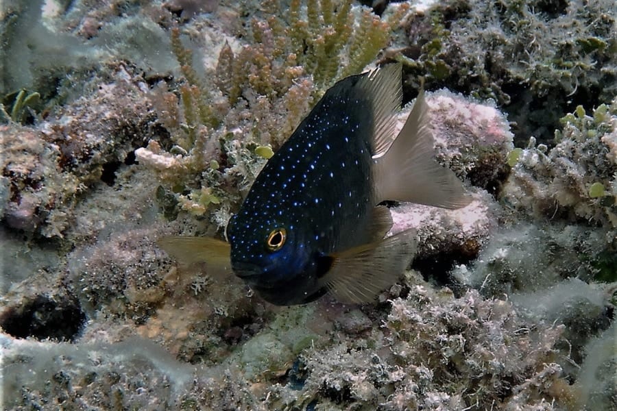 侵略的外来種ネズミは海中の魚の行動まで変えていた!?　外来生物の意外な悪影響