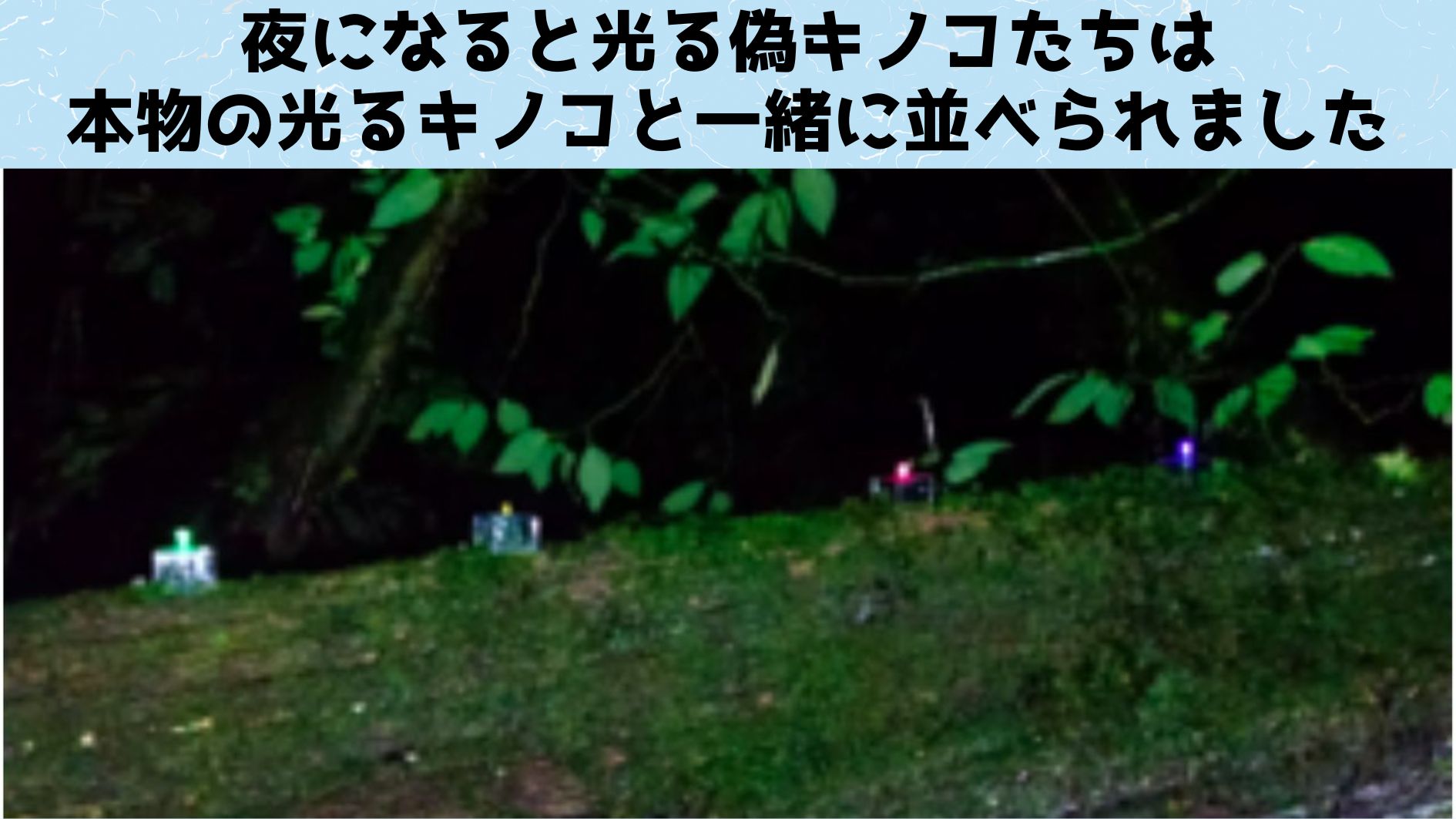 偽キノコは本物のキノコと一緒に並べられ表面に虫取り用の接着剤が塗られました