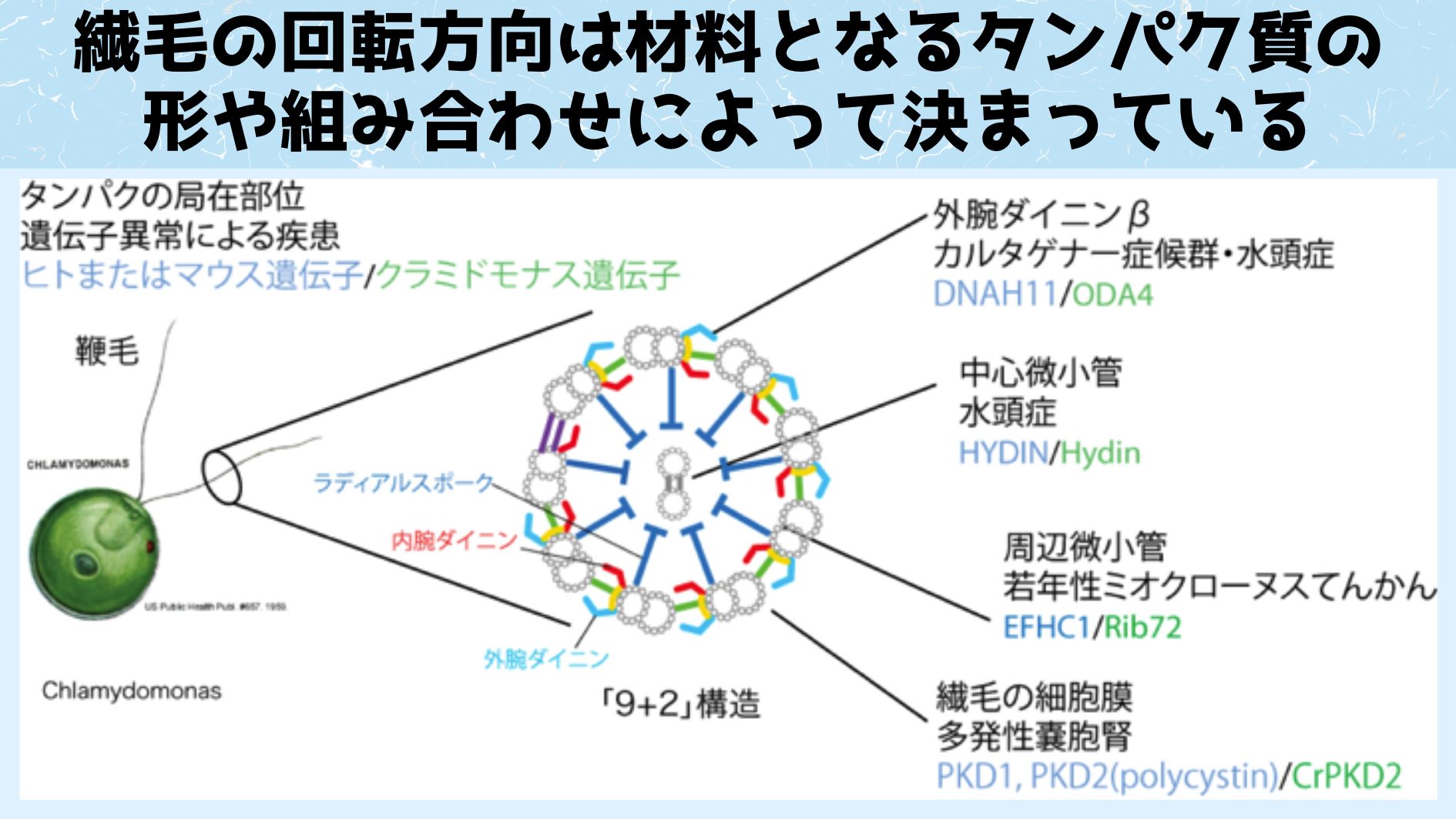 繊毛の基本的な構造。細胞は自分の左右がわからなくても設計図どおりにタンパク質を作れば、自然に右回転する鞭毛が形成される