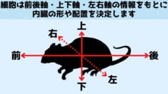 動物の体には前後軸・上下軸・左右軸が存在します