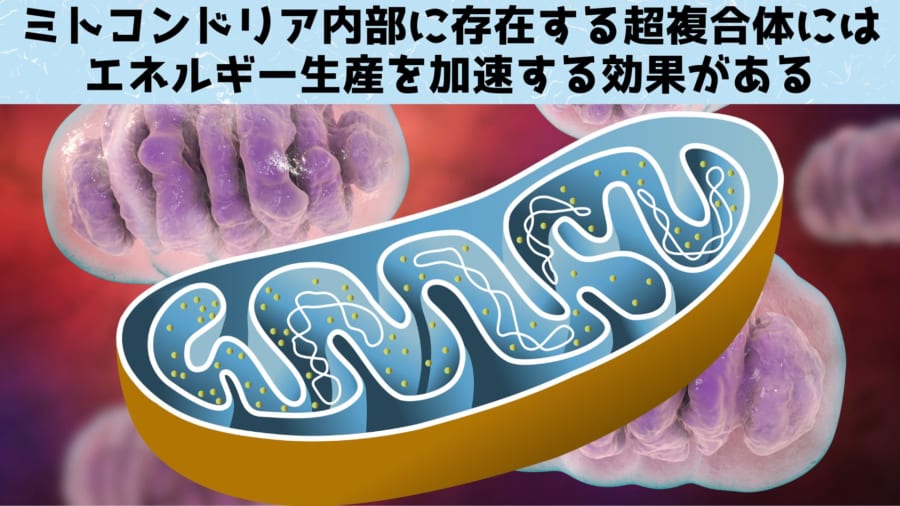 ミトコンドリアには複合体Ⅰから複合体Ⅴまでの５種類の複合体があり、それらのいくつかが結合して超複合体を継靴