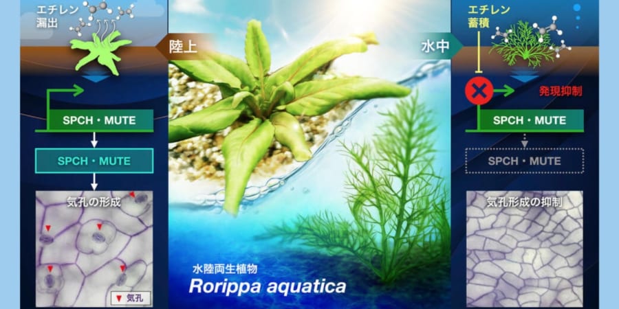 溺れると「水中モードに葉を変化」させる水陸両生植物のナゾを解明