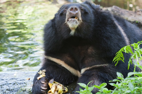 子供も殺して食べる!?　厳しいクマの生活を首輪カメラで撮影！