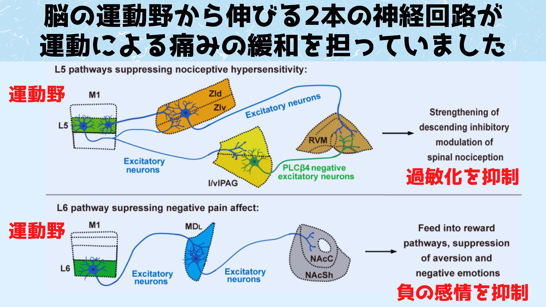 上側が１本目の神経回路で下側が２本目の神経回路の流れとなっています。これらは運動による痛みの緩和のための固有の神経回路であり、マウスや人間にはもともと七転八倒によって痛みが緩和するための専門回路が存在している可能性を示します