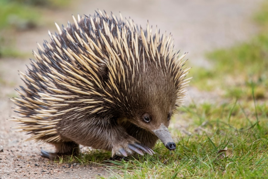 ハリモグラ（Echidna）