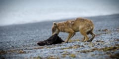 ラッコを捕食するオオカミ