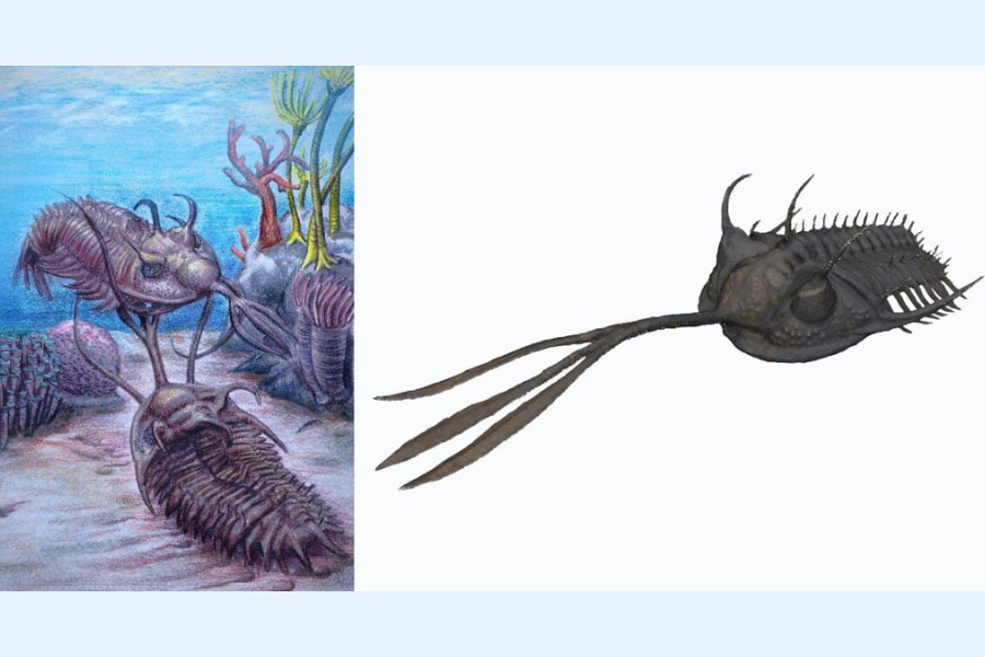 タツノオトシゴ 標本〈玉手箱付き〉・ 三葉虫 化石 ・ ウニ 化石 (ハート型) タツノオトシゴ 標本〈玉手箱付き〉・ 三葉虫 化石 ・ ウニ 化石