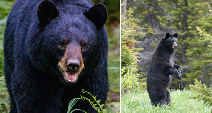 アメリカグマは時に2足歩行する