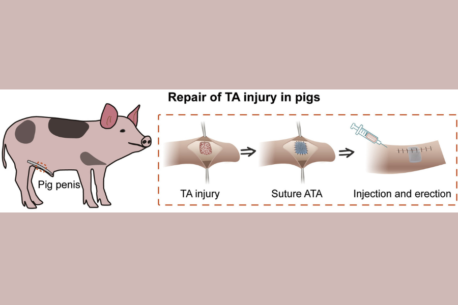 人工組織でブタの「勃起不全」の治療に成功！
