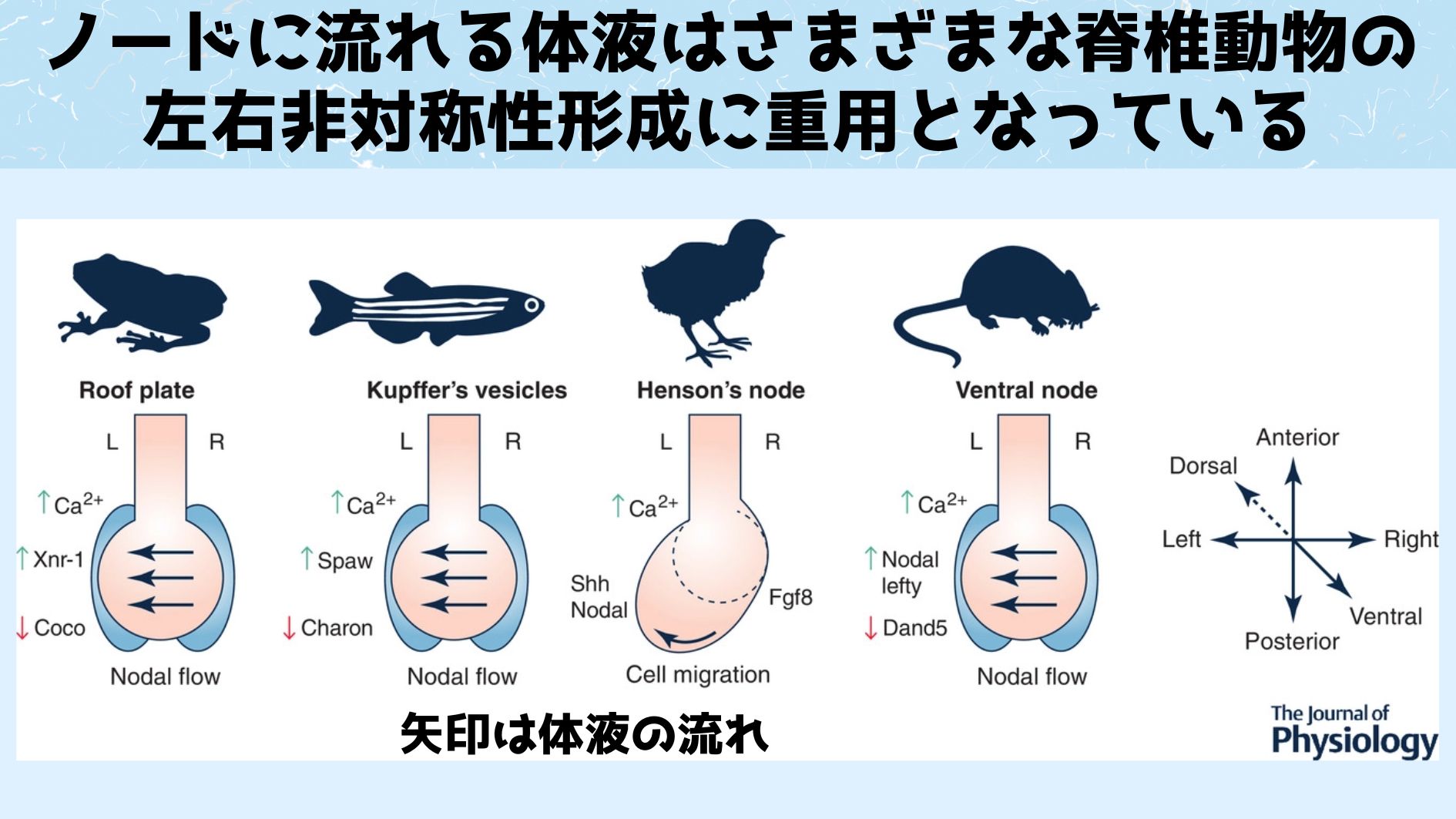 背側からみたノードの模式図。脊椎動物の左右性の決定システムはどの種もよく似ている。