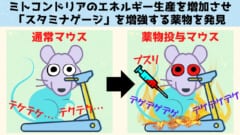 動物のミトコンドリアを改造してマラソンランナーにする薬物を発見！