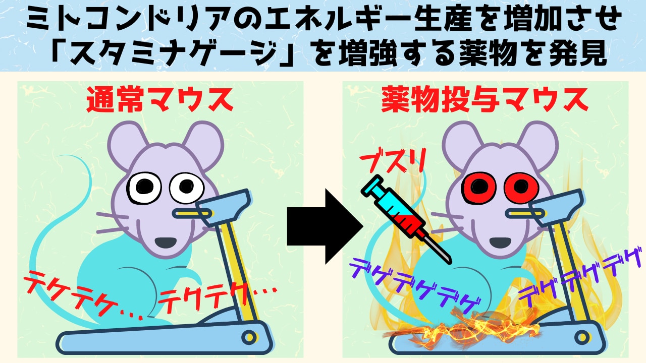 動物のミトコンドリアを改造してマラソンランナーにする薬物を発見！