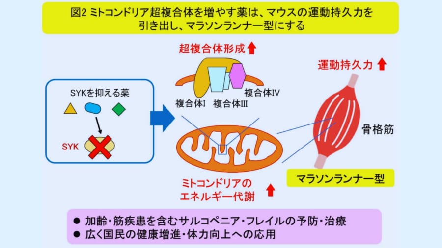 SYK阻害剤を加えると超複合体の量が増えた