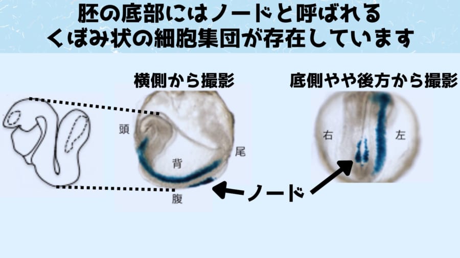 ノードは脊椎動物の胚の底側やや後方に存在するくぼみ状の細胞集団であり、内臓の左右非対称性形成のスタート地点となっています。右側は腹側から尾方向を下向きにして見ているため左右が通常よ逆に表示されています