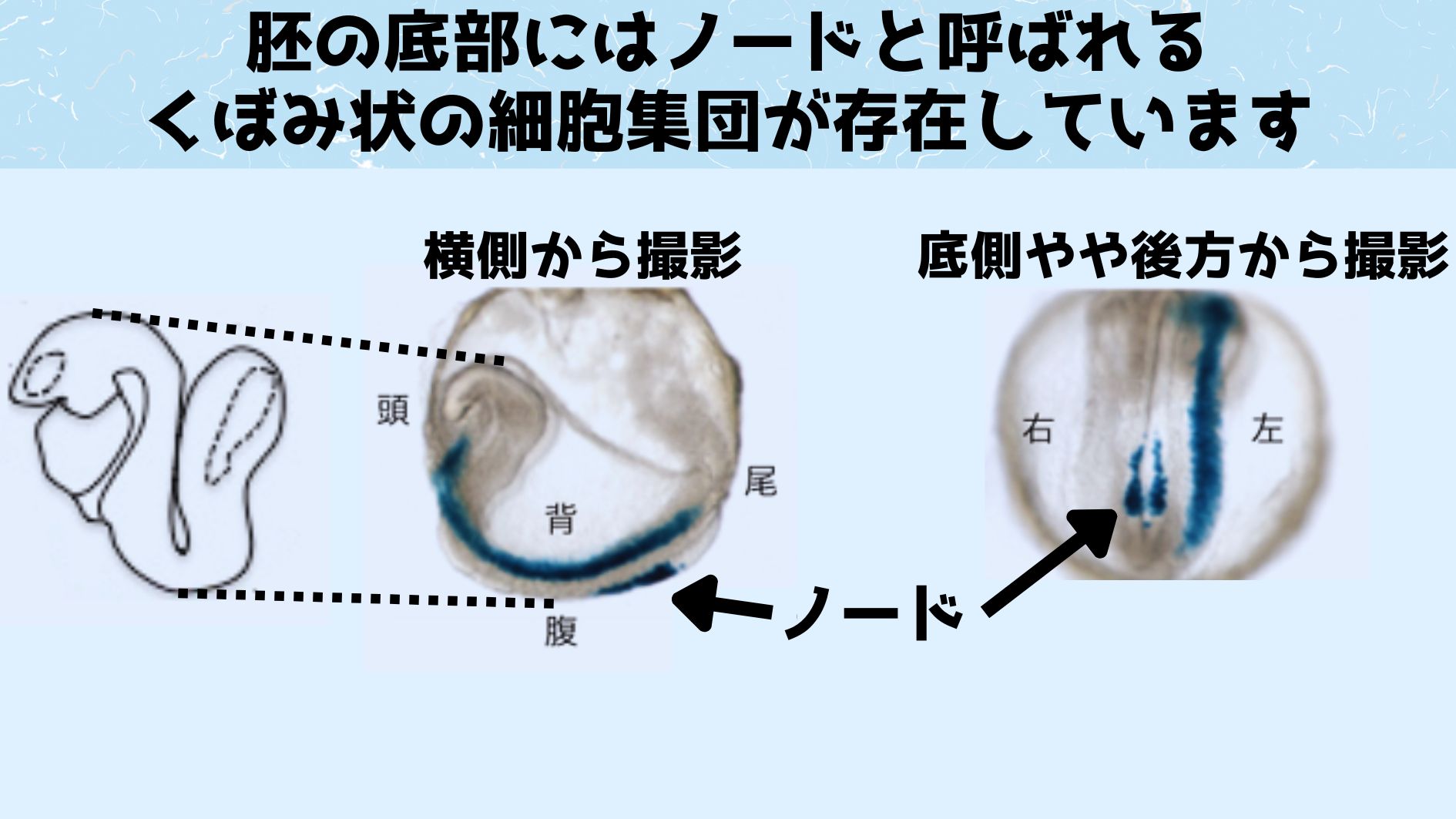 ノードは脊椎動物の胚の底側やや後方に存在するくぼみ状の細胞集団であり、内臓の左右非対称性形成のスタート地点となっています。右側は腹側から尾方向を下向きにして見ているため左右が通常よ逆に表示されています