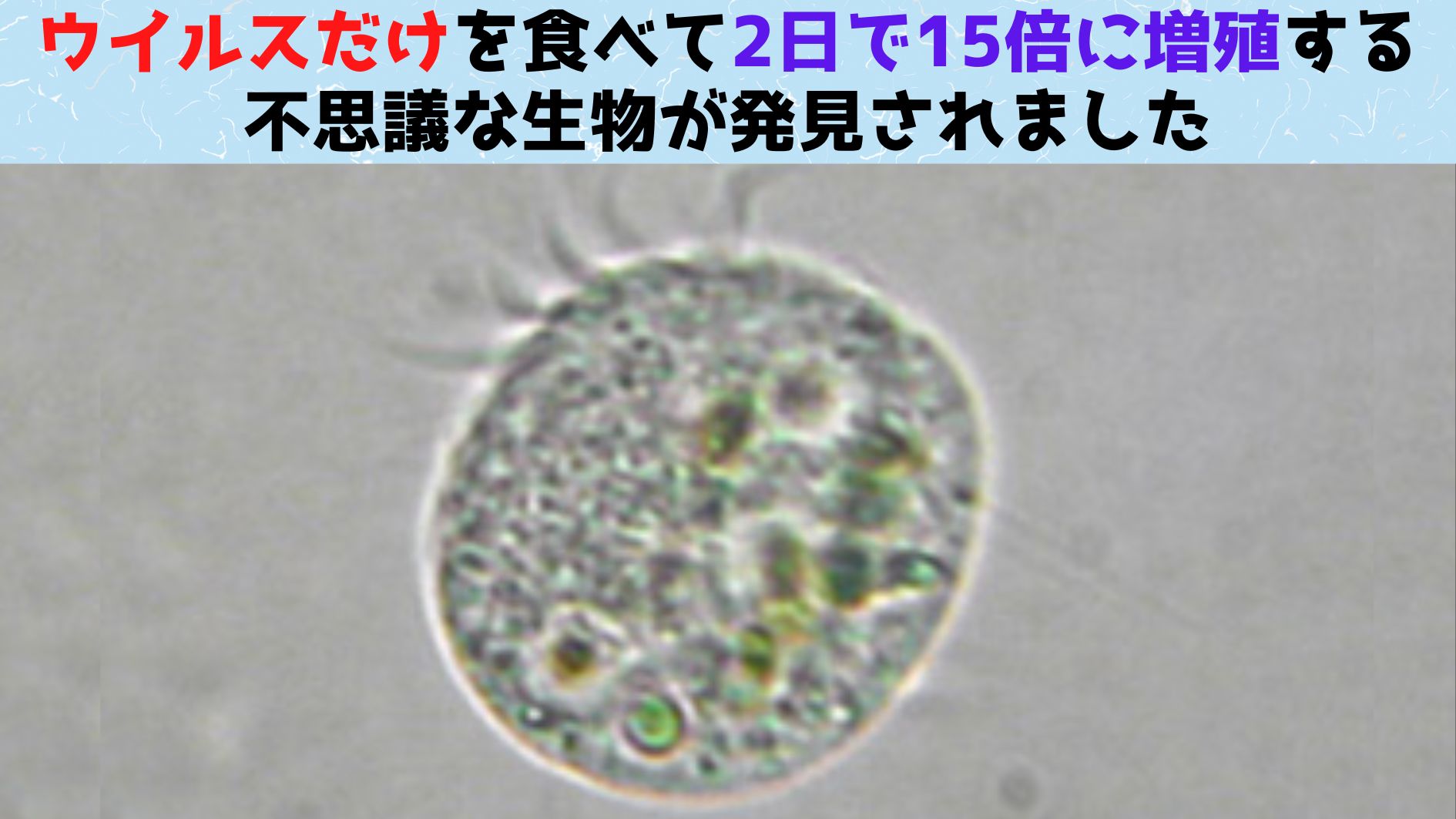 ウイルスだけを食べて増殖できる生物が初めて発見！