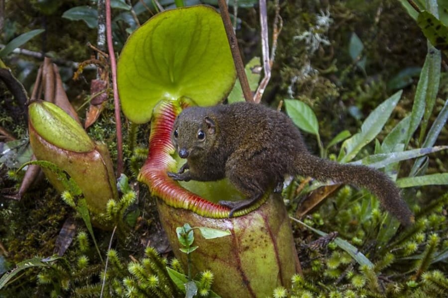 「動物たちの便器にされたウツボカズラ」実は通常種より栄養状態が良いことが判明！