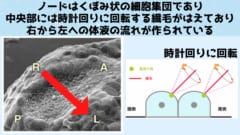 顕微鏡でとらえたノード細胞。Ａは頭側、Ｐは尾側、Ｒは右、Ｌは左。赤い矢印は水流の方向。ノードを腹側からみたもの。胚の左右は背側からみたものを基準とするので腹側からは左右の表記が逆になっている