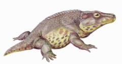 絶滅したディッソロフス科の一種「Cacops aspidephorus」