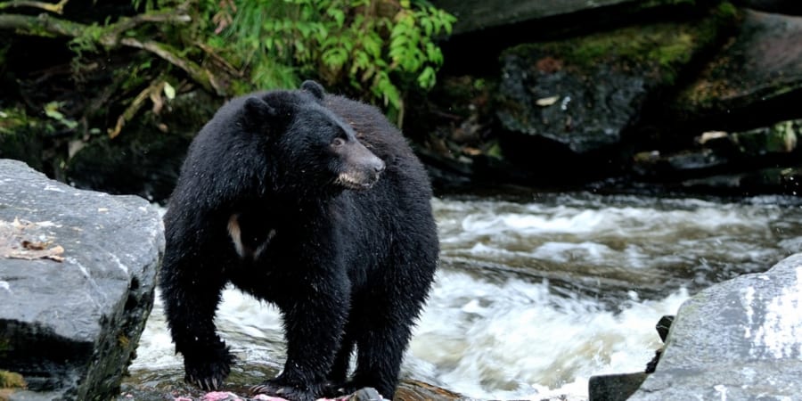 子供も殺して食べる!? 厳しいクマの生活を首輪カメラで撮影！ - ナゾロジー