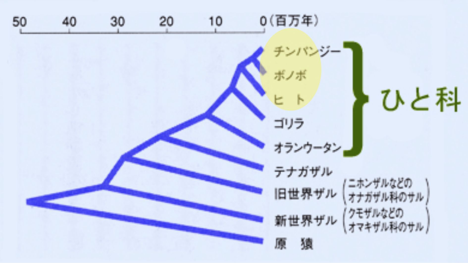 700万年前に「人類」と「チンパンジー・ボノボ」が枝分かれした