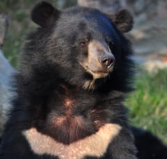 野生のツキノワグマはどんな食生活を送っている？