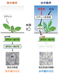 植物ホルモン「エチレン」の蓄積で水中モードへのスイッチがオン！