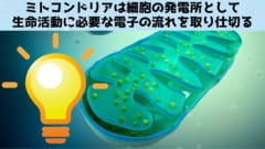 ミトコンドリアは細胞の発電所