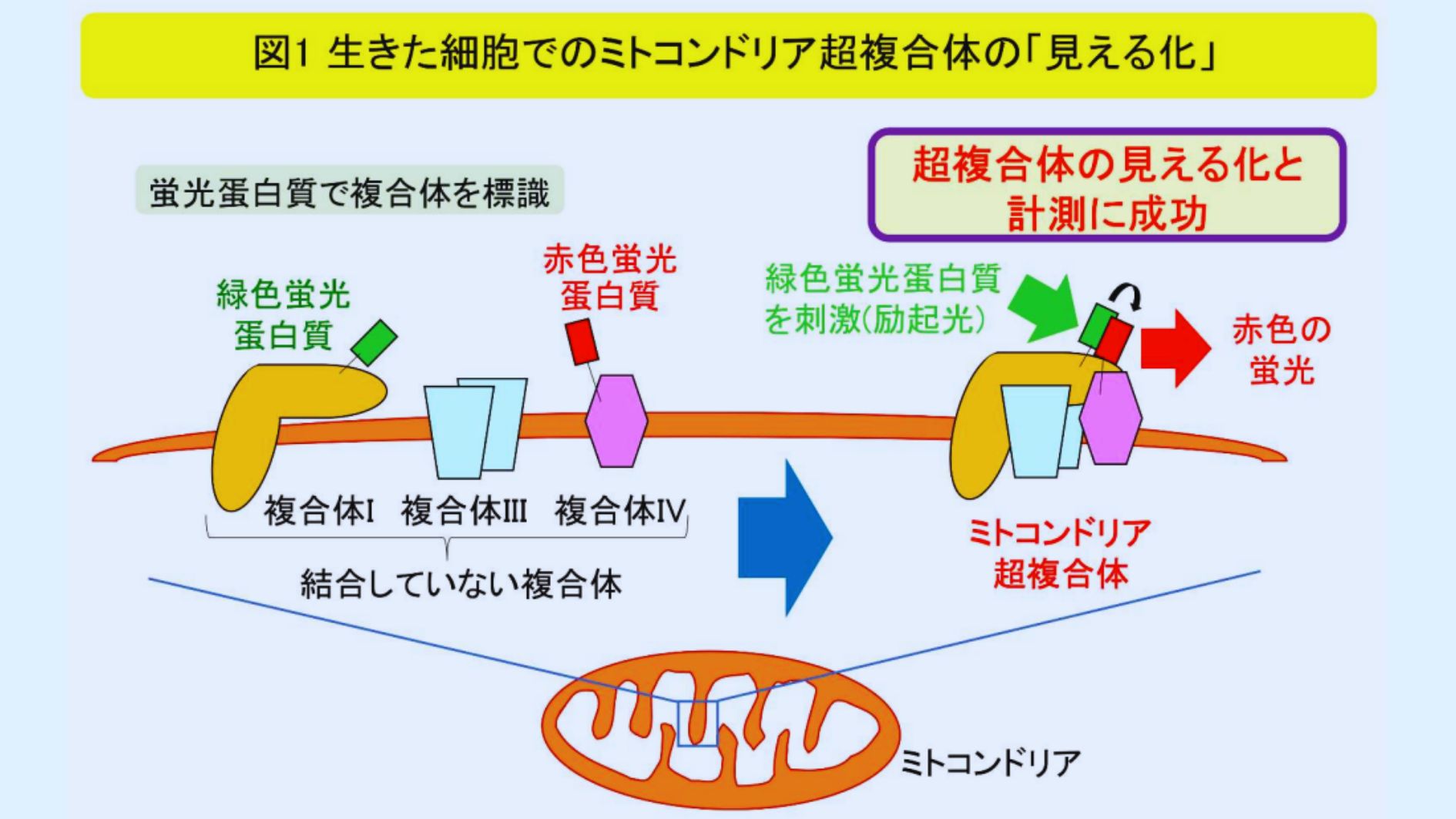 ミトコンドリアの超複合体の様子と見える化。この現象は「蛍光共鳴エネルギー移動」（fluorescence resonance energy transfer: FRET）と呼ばれており、1つの蛍光分子（ドナー）からもう1つの蛍光分子（アクセプター）にエネルギーが移動します。蛍光分子はそれぞれを刺激（励起）する光に晒されたときだけ発光しますが、ドナーとアクセプターが違い場合、ドナーに対する励起光を照射するとエネルギー移動が起こりアクセプターのほうから蛍光が発せられるようになります。