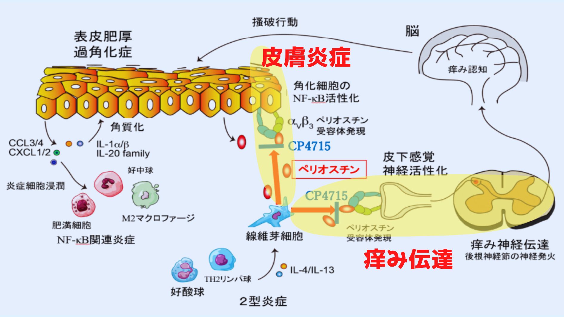 ペリオスチンは「皮膚炎症」と「痛み伝達」の両方にかかわっている