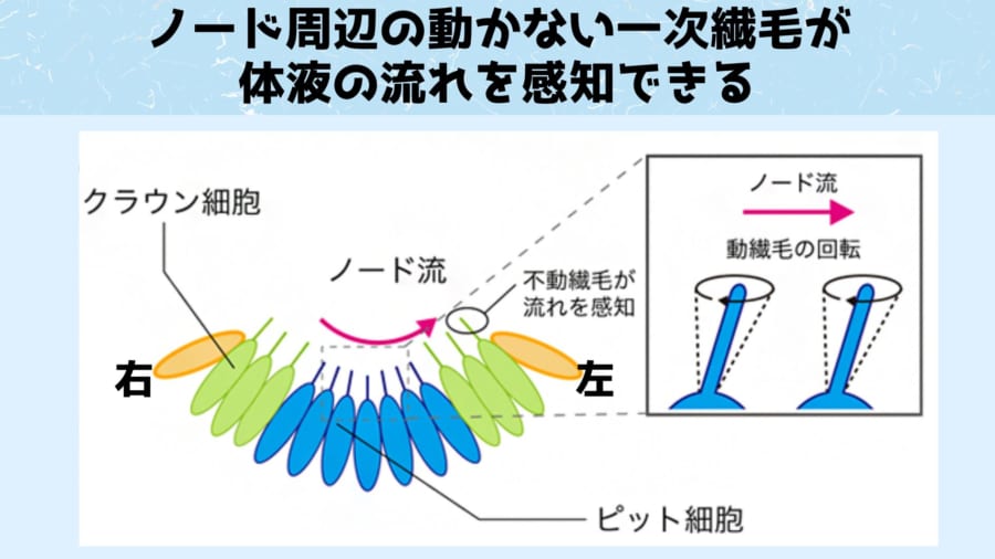 ノード中央部の鞭毛が時計まわりに回転することによってうまれる体液の流れがノード周辺の細胞からはえている動かない一次繊毛に感知される