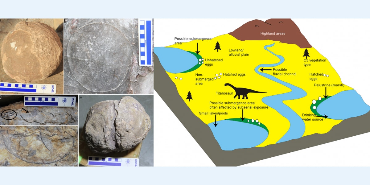 ティタノサウルスの巣92カ所と卵256個を発見！