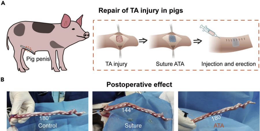 損傷したブタのペニスの回復に成功