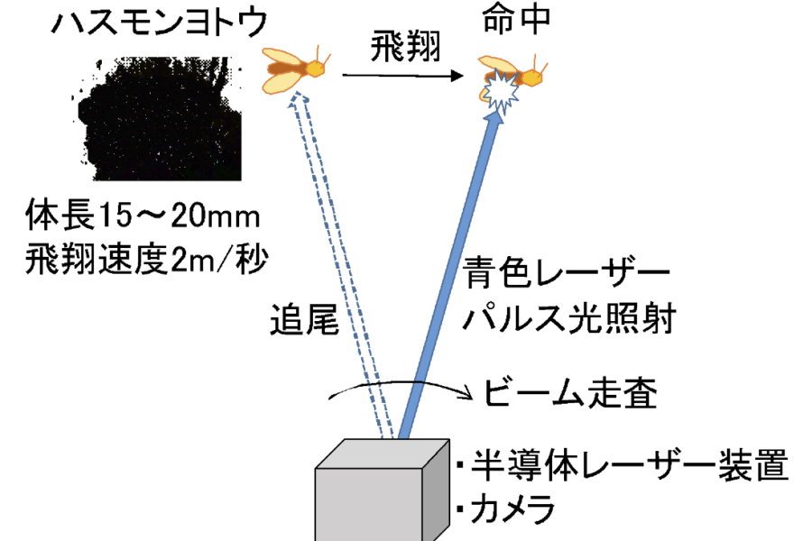 レーザー光で急所を狙い殺虫剤を使わずに害虫を打ち落とす！