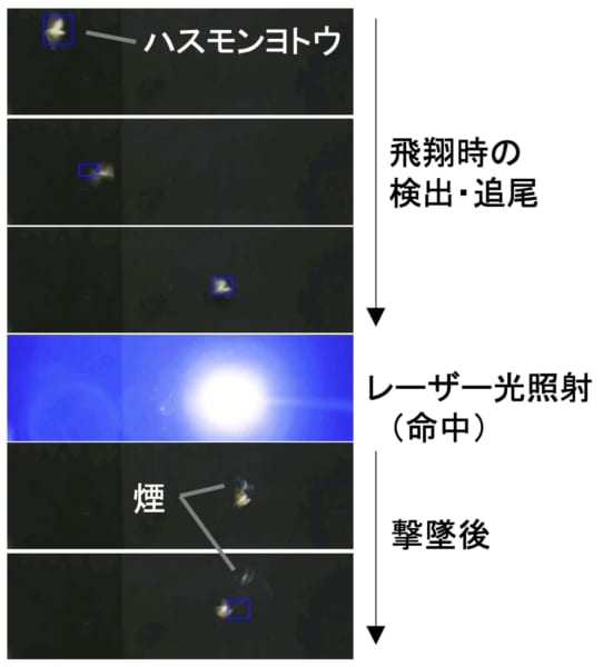 蛾の一種「ハスモンヨトウ」の撃墜に成功