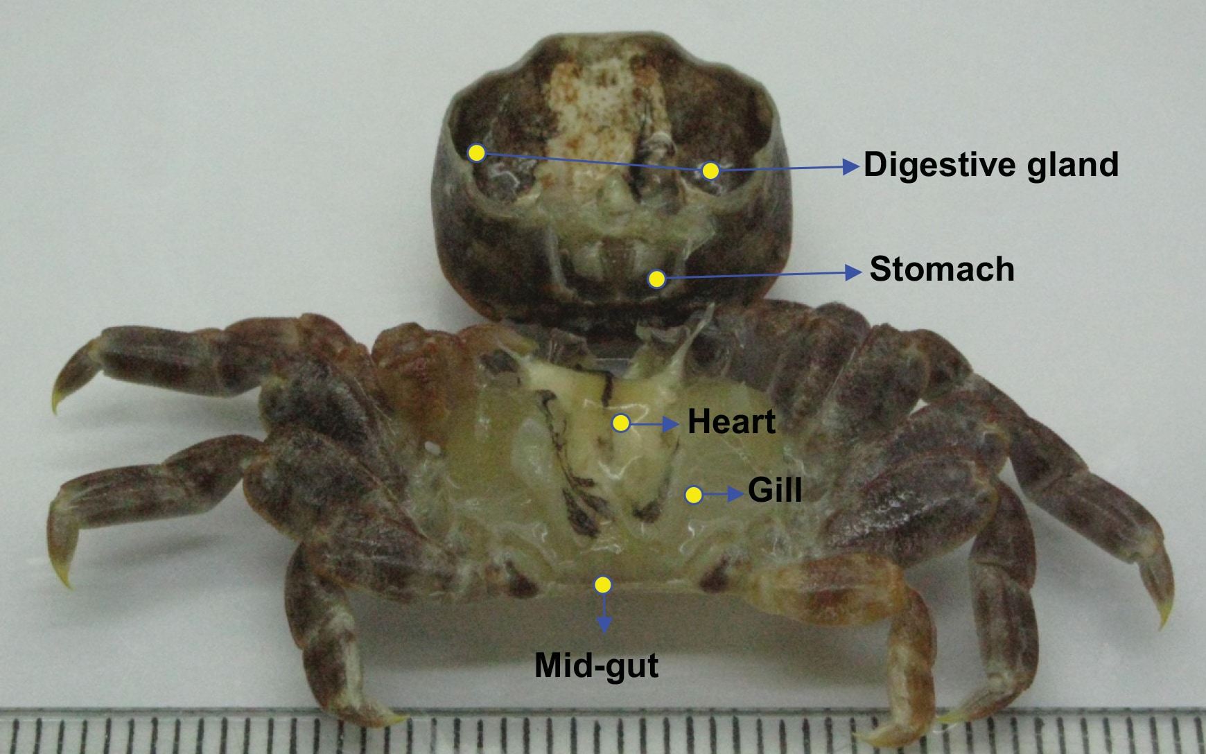 本種の甲羅を開けた状態、心臓の下にエラ（Gill）がある